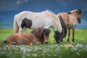 Images Dated 15th June 2014: Icelandic horses in a meadow field