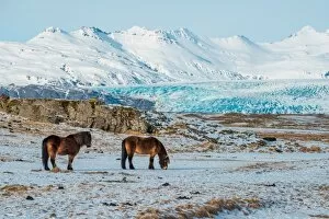 Images Dated 10th March 2015: The Icelandic horses with the snowy mountain