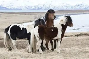 Icelandic horses with thick manes and coats protecting from cold, Akureyri, North Iceland, Iceland