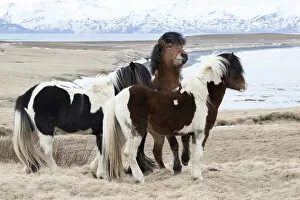 Images Dated 17th March 2015: Icelandic horses with thick manes and coats protecting from cold, Akureyri, North Iceland, Iceland
