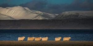 Images Dated 29th October 2013: Icelandic sheep herd on a grassland