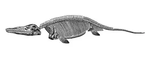 Fossil Prints: Ichthyosaurus