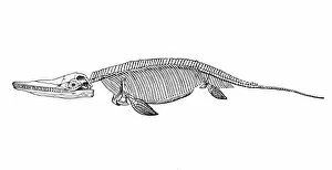 Images Dated 22nd January 2016: Ichthyosaurus