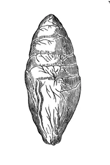 Paleontology Prints: Ichthyosaurus egg Fossil