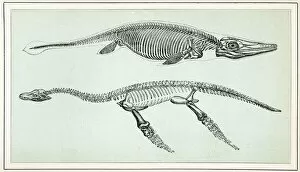 Ancient History Collection: Ichthyosaurus and Plesiosaurus