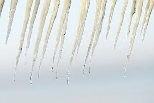 Images Dated 21st April 2016: Icicles
