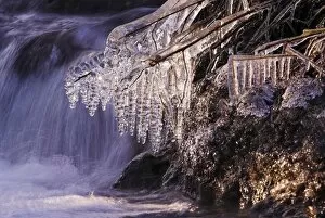 Icicles shining in sunlight, at a creek, Sauerland, North Rhine-Westphalia, Germany