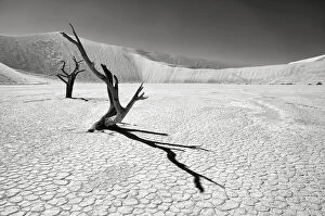 The iconic dead acacia trees of Deadvlei in Namibia photographed in Infrared, Namib-Naukluft National Park, Namibia