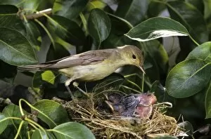 Icterine Warbler -Hippolais icterina-, adult bird at the nest shortly before taking over a pack of feces from the young
