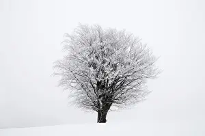 Freezing Prints: Icy tree in winter, Lower Saxony, Germany, Europe