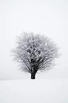 Freezing Prints: Icy tree in winter, Lower Saxony, Germany, Europe