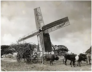 Oxen Prints: Ideal Windmill Rural Scene Illus