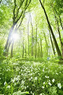 Wildflower Meadows Collection: Idyllic forest and wild flower meadow in springtime against sun