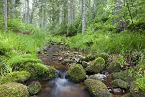 Images Dated 25th June 2011: Idyllic mountain stream in the northern Black Forest, Forbach, Herrenwies, Baden-Wuerttemberg