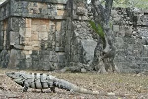 Images Dated 11th May 2016: Iguana at Chichen Itza