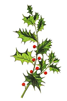 Ilex aquifolium (holly, common holly, English holly, European holly, or occasionally