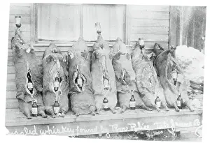 Detroit Prints: Illegal Rum Bottles Stuffed in Pigs