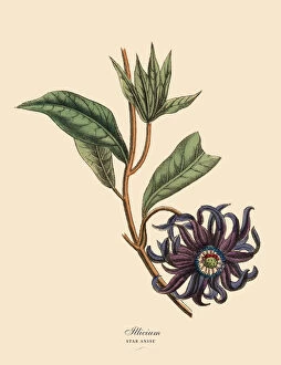 The Book of Practical Botany Collection: Illicium or Star Anise Plant, Victorian Botanical Illustration