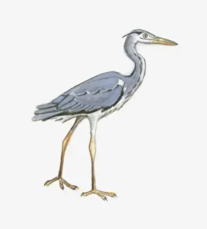 Heron Prints: Illlustration of a heron