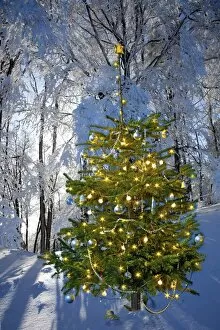 Illuminated Christmas tree in winter forest