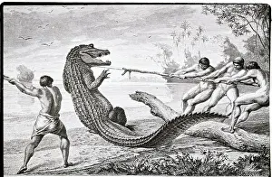 Alligator Prints: Illus. Of Men Catching Alligator W/Rope