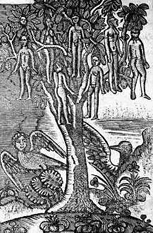 Manuscript Prints: Illus Of Wak Wak Tree W/Human Fruit