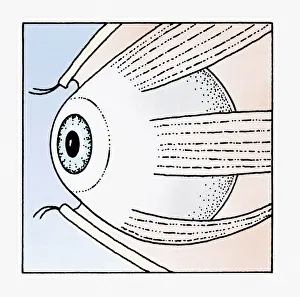 Illustration of abducens nerve that controls lateral rectus muscle of the human eye