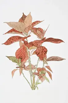 Leafy Prints: Illustration, Acalypha sp. red leaves of Acalypha plant
