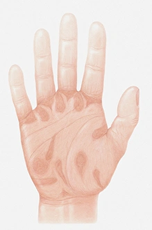 Images Dated 13th April 2010: Illustration of accu-pressure points on palm of human hand