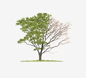 Images Dated 2nd March 2011: Illustration of Acer palmatum Senkaki (Coral-bark Maple) showing shape of tree with