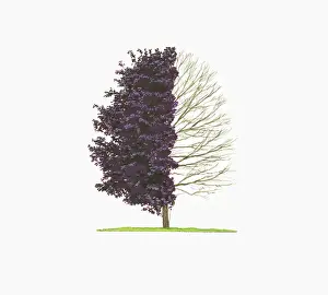 Shape Prints: Illustration of Acer platanoides Crimson King (Norway Maple) showing shape of tree with and without leave
