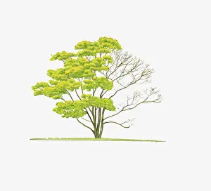 Shape Prints: Illustration of Acer shirasawanum Aureum (Golden Full Moon Maple) showing shape of tree with and without leaves