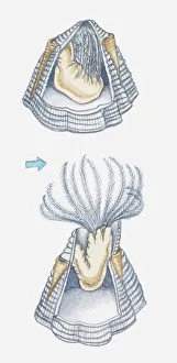 Barnacle Collection: Illustration of acorn barnacle at low tide, keeping upper plates closed over feeding limbs