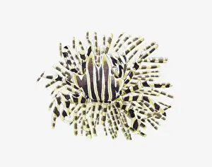 Spiked Prints: Illustration of Adam`s Urchin Crab (Zebrida adamsii) on sea urchin