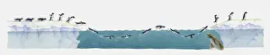 Penguin Prints: Illustration of Adelie penguins (Pygoscelis adeliae) moving from land through water and back onto land