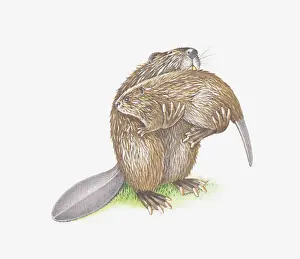 Heavy Prints: Illustration of adult beaver carrying young