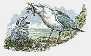 Hungry Prints: Illustration of adult feeding fish to hungry young Seagull on nest on top of cliff