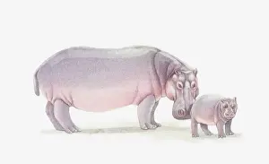 Hippopotamus Prints: Illustration of adult hippo and baby hippo