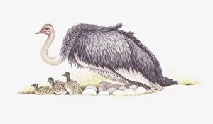 Ostrich Prints: Illustration of adult ostrich with nest full of eggs and newly hatched baby ostriches
