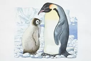 Images Dated 8th August 2006: Illustration, adult Penguin (Sphenisciformes) standing opposite Chick on glacier, side view