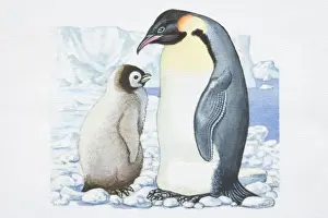 Penguin Prints: Illustration, adult Penguin (Sphenisciformes) standing opposite Chick on glacier