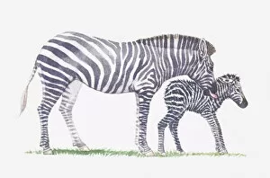 Images Dated 9th May 2011: Illustration of adult zebra and baby zebra