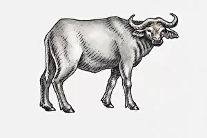 Illustration of an African buffalo, facing forward