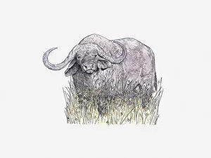 Illustration of African Buffalo (Syncerus caffer) standing on grass
