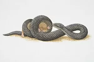 Illustration, African Mole Snake (Pseudaspis cana) coiling its body tightly around small rodent and trapping it