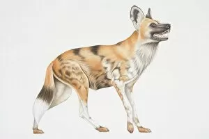 Mammals Gallery: Illustration, African Wild Dog (lycaon pictus), side view
