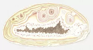 Images Dated 7th July 2011: Illustration of agate