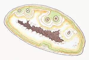 Images Dated 12th July 2011: Illustration of Agate, a form of Quartz
