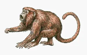 Mouth Open Prints: Illustration of aggressive male Red Howler Monkey (Alouatta Seniculus)