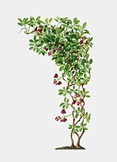 Illustration of Akebia quinata (Fiveleaf Akebia), deciduous to semi-evergreen twining vine with gree